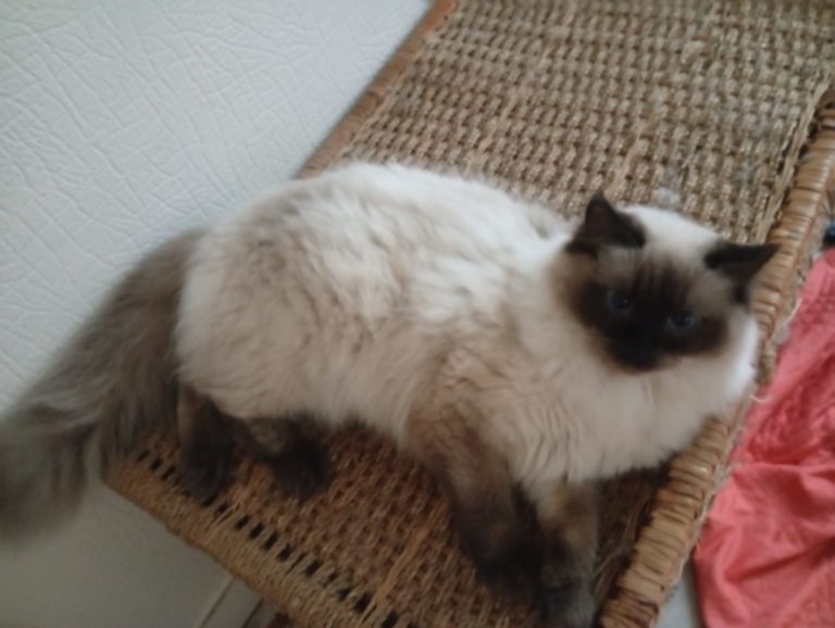 Chat Ragdoll seal colorpoint Wendy, Élevage de la Mine d'Argent, Uffholtz