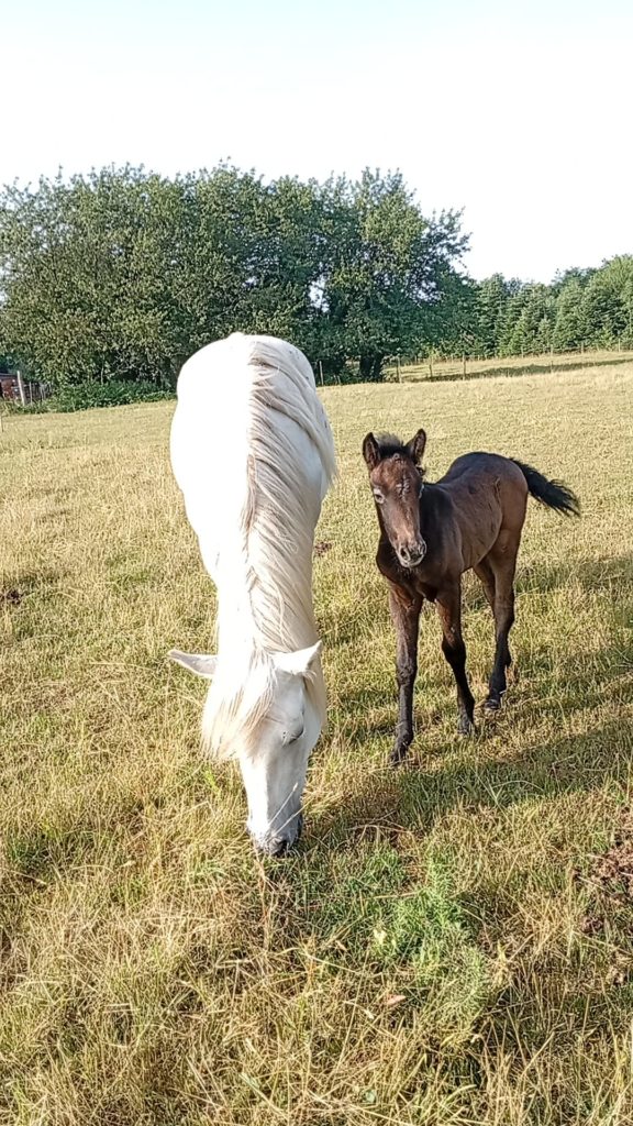 Vente de poney camargue alsace