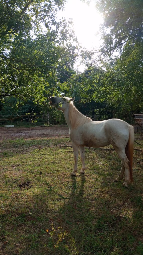 Vente de poney camargue alsace