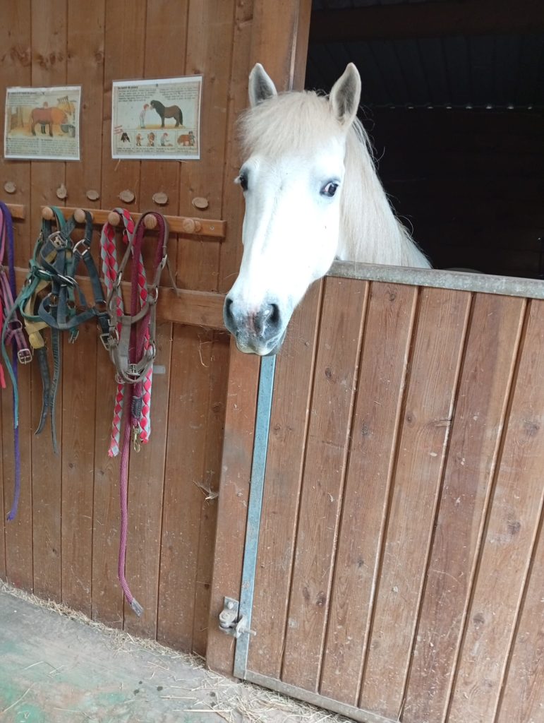 Vente de poney camargue alsace