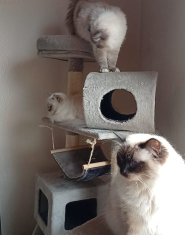 Elevage de ragdoll en alsace