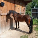 saillie dartmoor alsace