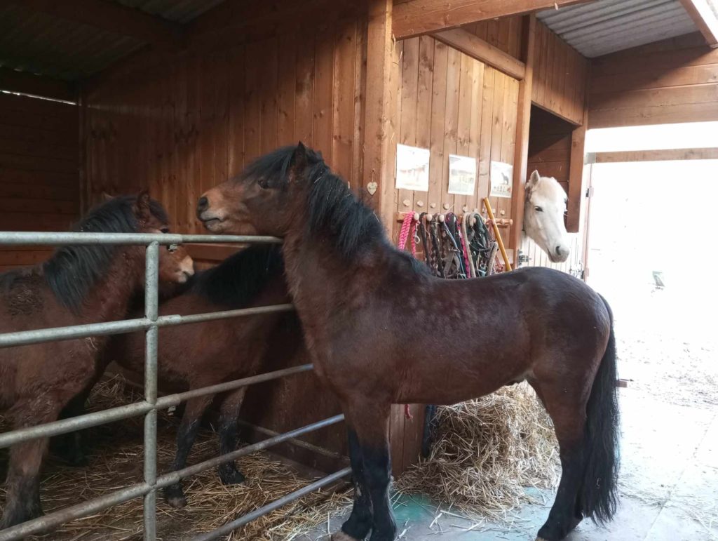 saillie dartmoor alsace