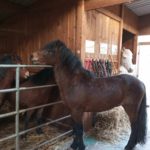 saillie dartmoor alsace