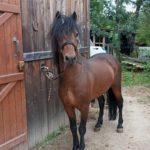 saillie dartmoor haut-rhin