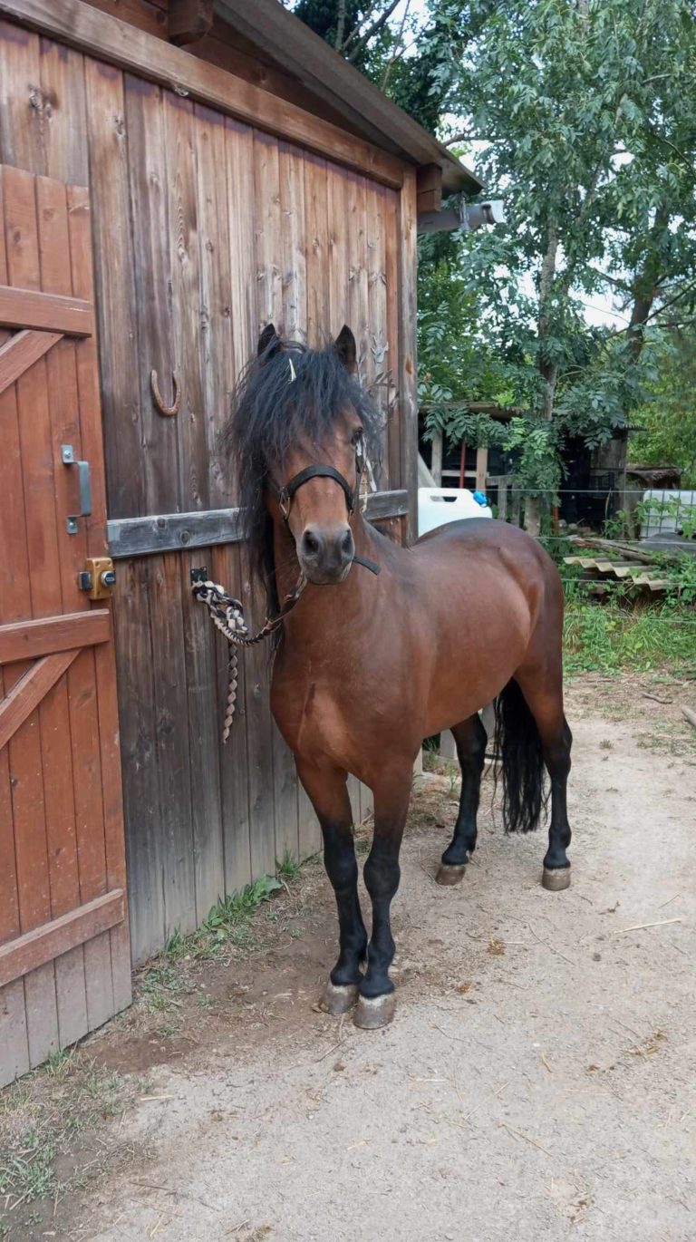 saillie dartmoor haut-rhin