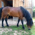 saillie dartmoor haut-rhin