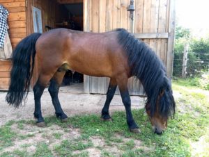 saillie dartmoor haut-rhin