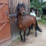 saillie dartmoor haut-rhin