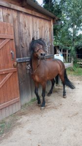 saillie dartmoor haut-rhin