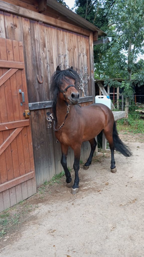 saillie dartmoor haut-rhin