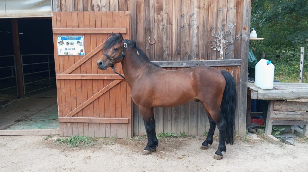 saillie dartmoor haut-rhin