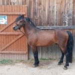 saillie dartmoor haut-rhin