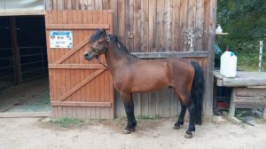saillie dartmoor haut-rhin