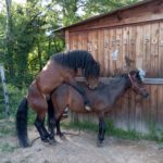 saillie dartmoor haut-rhin