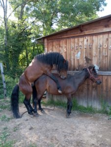 saillie dartmoor haut-rhin