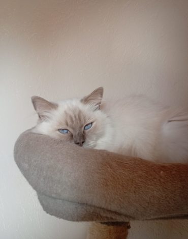 Elevage Ragdoll en Alsace dans le haut-rhin