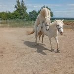 saillie camargue haut-rhin