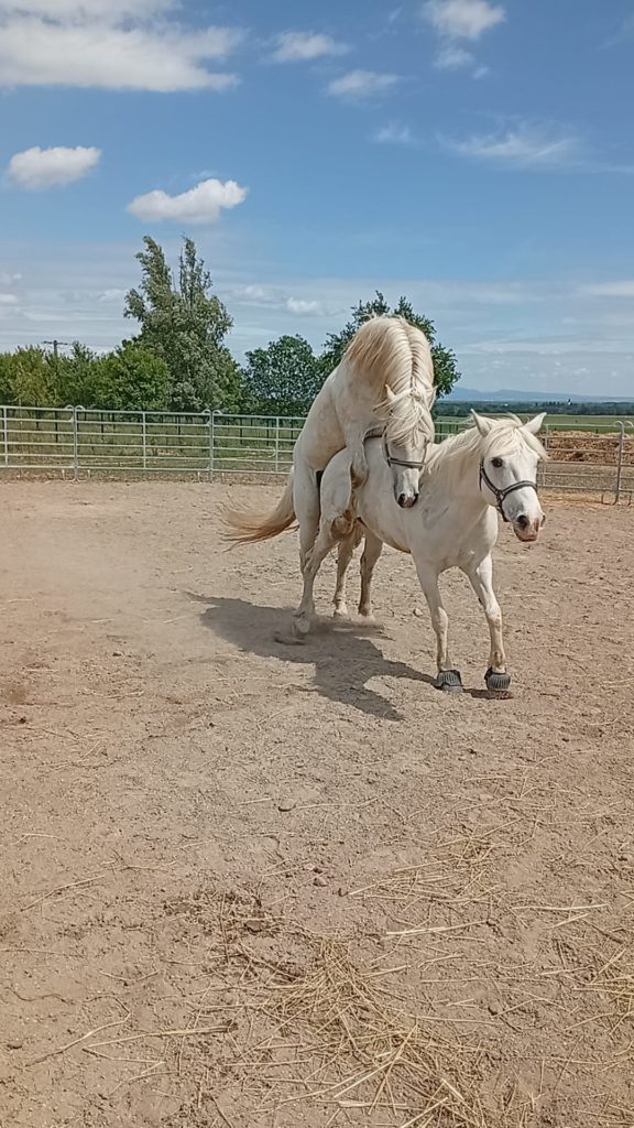saillie camargue haut-rhin