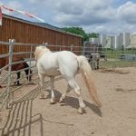 Vente de poney camargue alsace