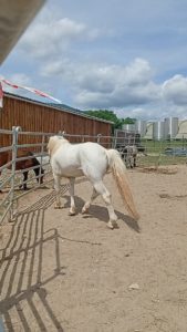 Vente de poney camargue alsace