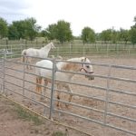 venet poney camargue haut-rhin