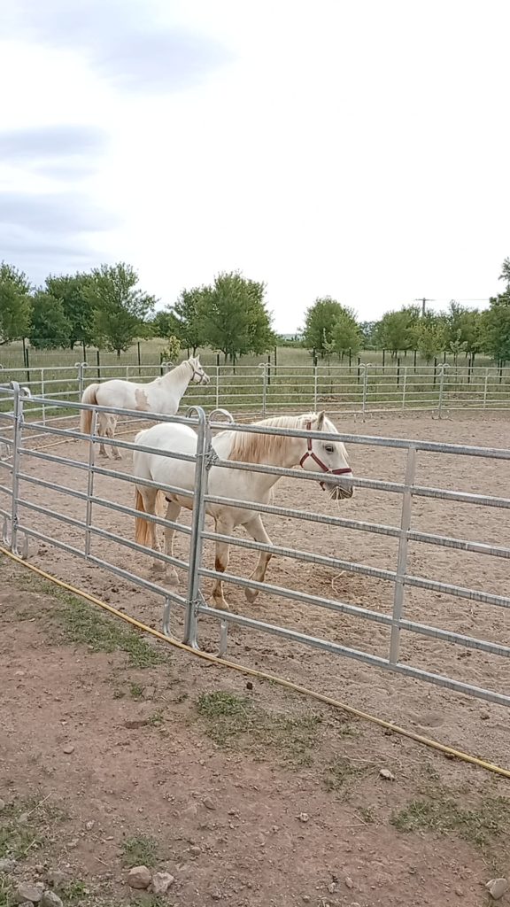 venet poney camargue haut-rhin