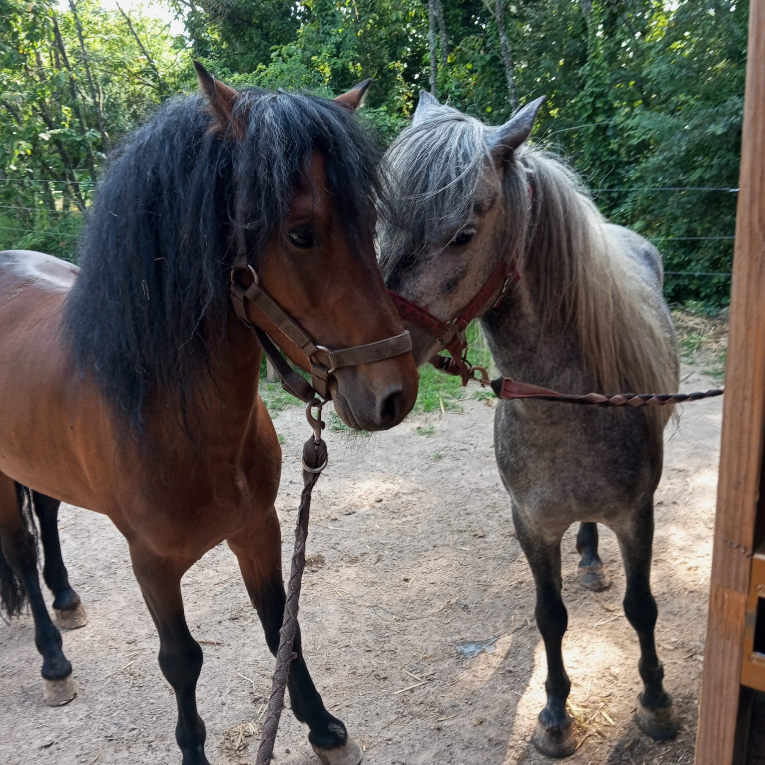 Saillies de poneys Dartmoor en Alsace