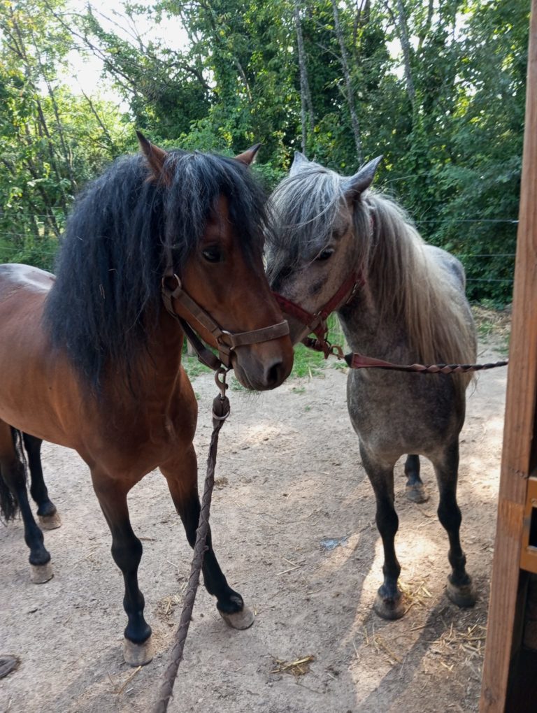 Saillies de poneys Dartmoor en Alsace
