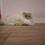 Chat Ragdoll blue torbie mink Tina, Élevage de la Mine d'Argent, Uffholtz