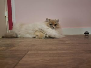 Chat Ragdoll blue torbie mink Tina, Élevage de la Mine d'Argent, Uffholtz