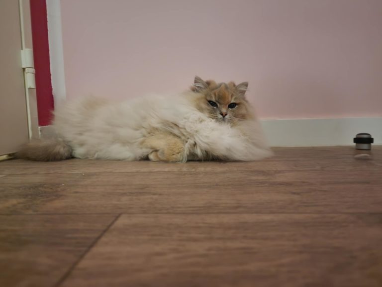 Chat Ragdoll blue torbie mink Tina, Élevage de la Mine d'Argent, Uffholtz