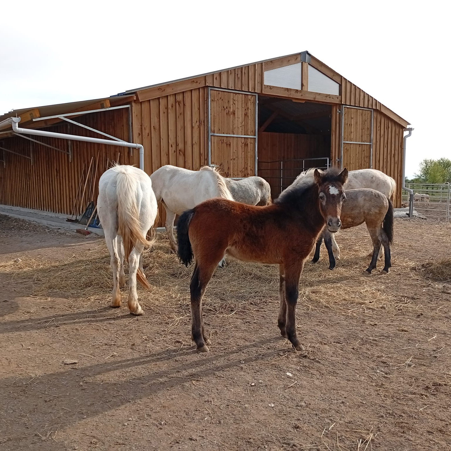 Vente de poney en alsace