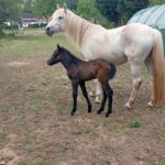 Vente de poney camargue alsace