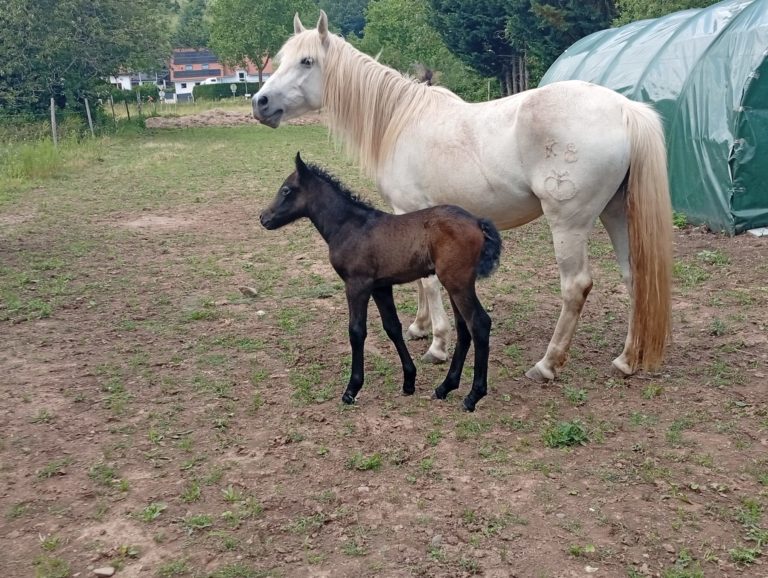 Vente de poney camargue alsace