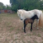 Vente de poney camargue alsace