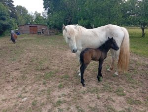 Vente de poney camargue alsace