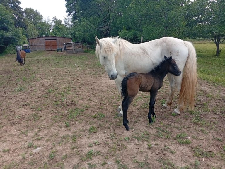 Vente de poney camargue alsace