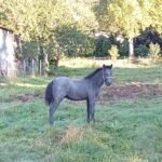 Poulain OC (Camargue × Dartmoor) Prince de la Mine d'Argent, Élevage de la Mine d'Argent, Uffholtz