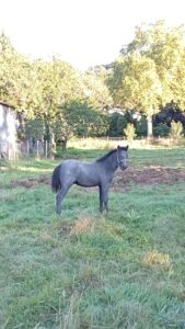 Poulain OC (Camargue × Dartmoor) Prince de la Mine d'Argent, Élevage de la Mine d'Argent, Uffholtz