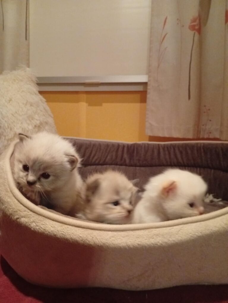 14638550-39b7-4889-8fc1-f1eb35cda338 - Copie