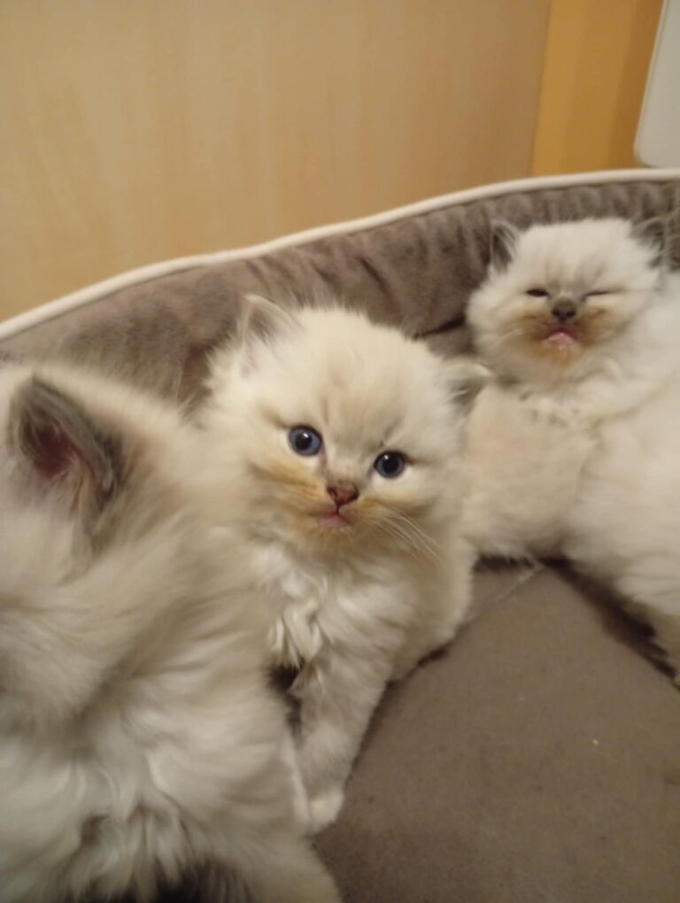 15ab281e-ba8b-4250-a042-736da307c20f