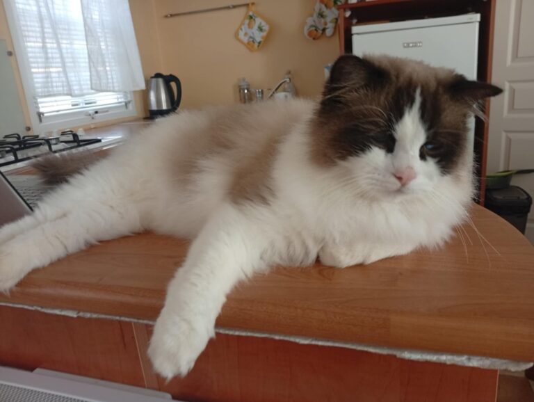 171fcd2f-7f77-4990-9454-20681f55f36a - Copie