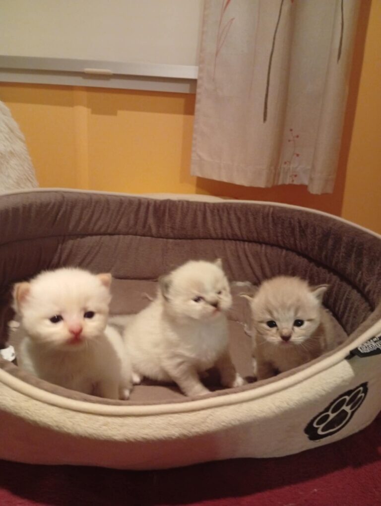 19c205da-3d74-40fb-9755-94c6ece717d1 - Copie