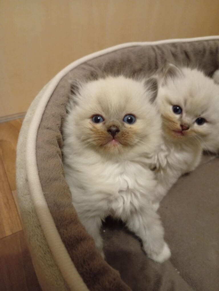 1e66d77a-0184-49ce-aa9e-20962b2f40bf - Copie