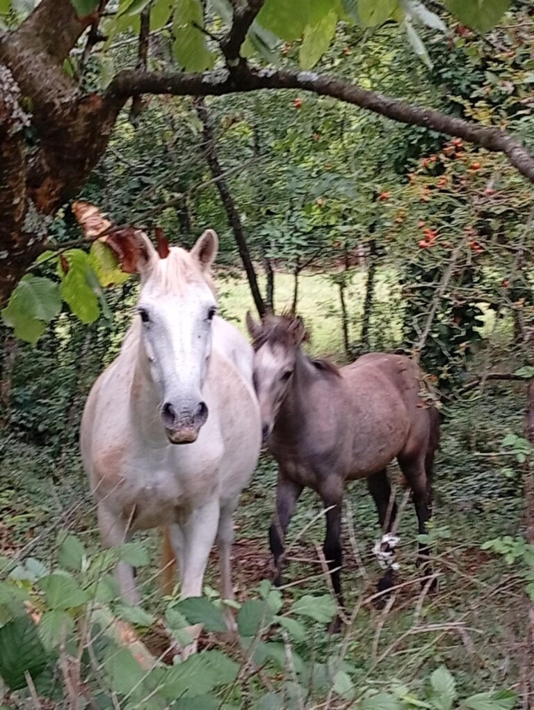 24f25a24-27b2-4fcb-ab39-2bfd85cffe58