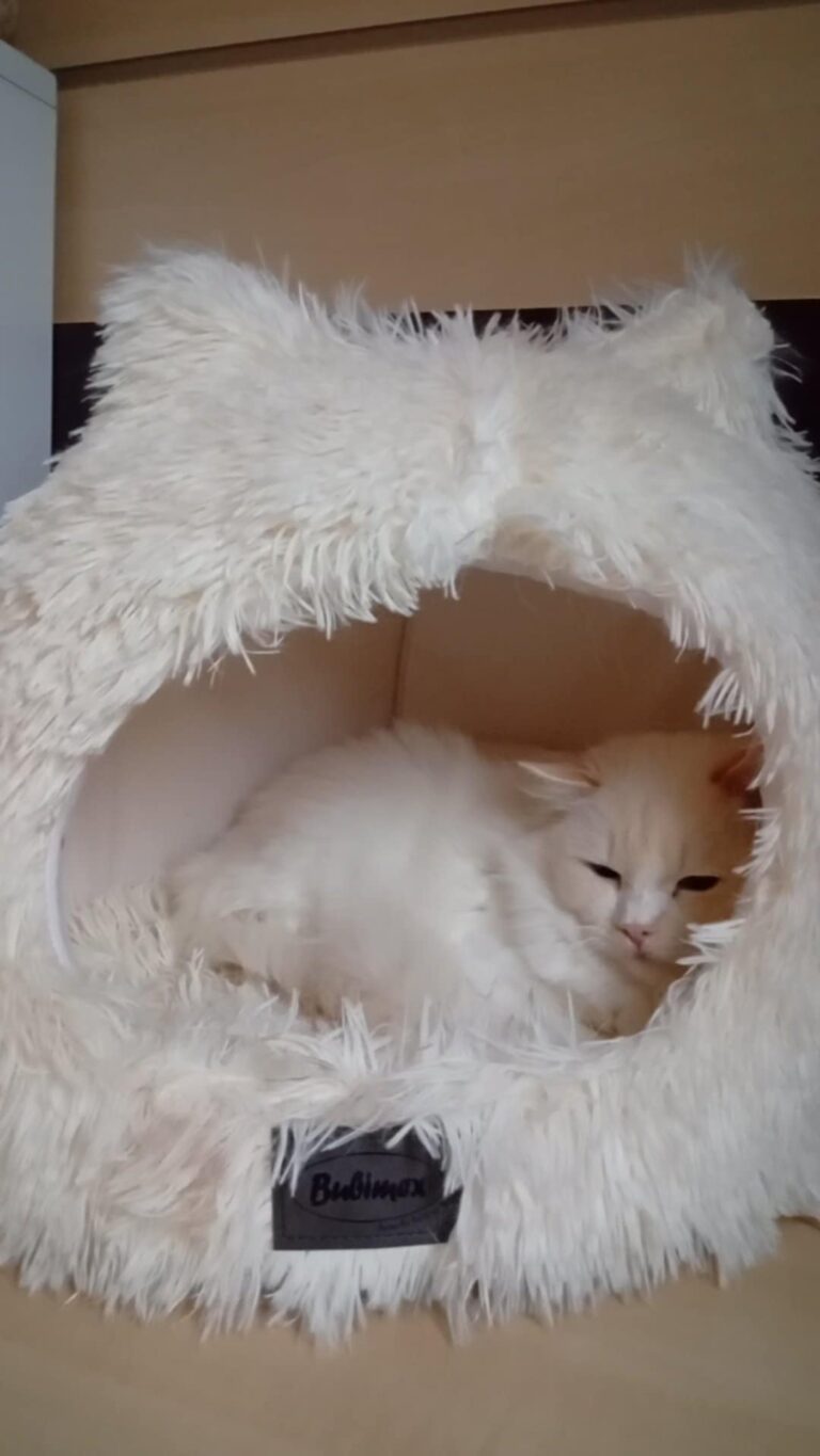 409d2469-7d6f-49e4-ad08-676550ff1d4c