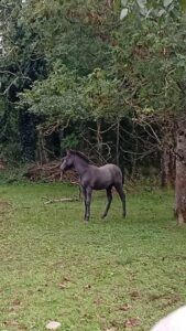 Poulain OC (Camargue × Dartmoor) Prince de la Mine d'Argent, Élevage de la Mine d'Argent, Uffholtz