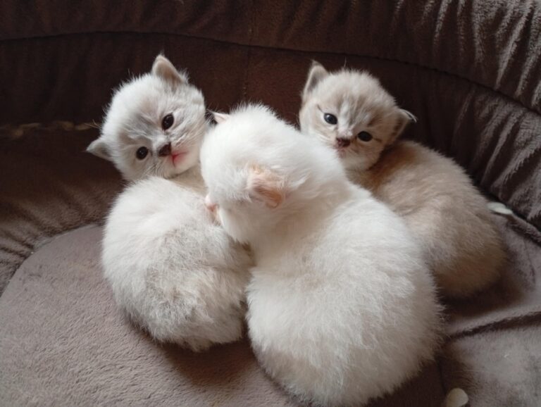 59933716-effc-4ef6-a280-7d0ff7021e13