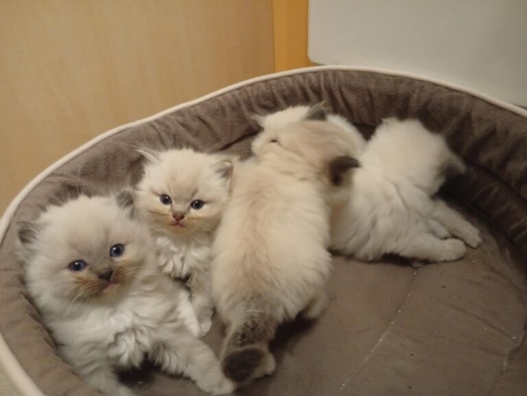 5f6d40f1-fb87-40fe-8977-de408ffb6acc - Copie